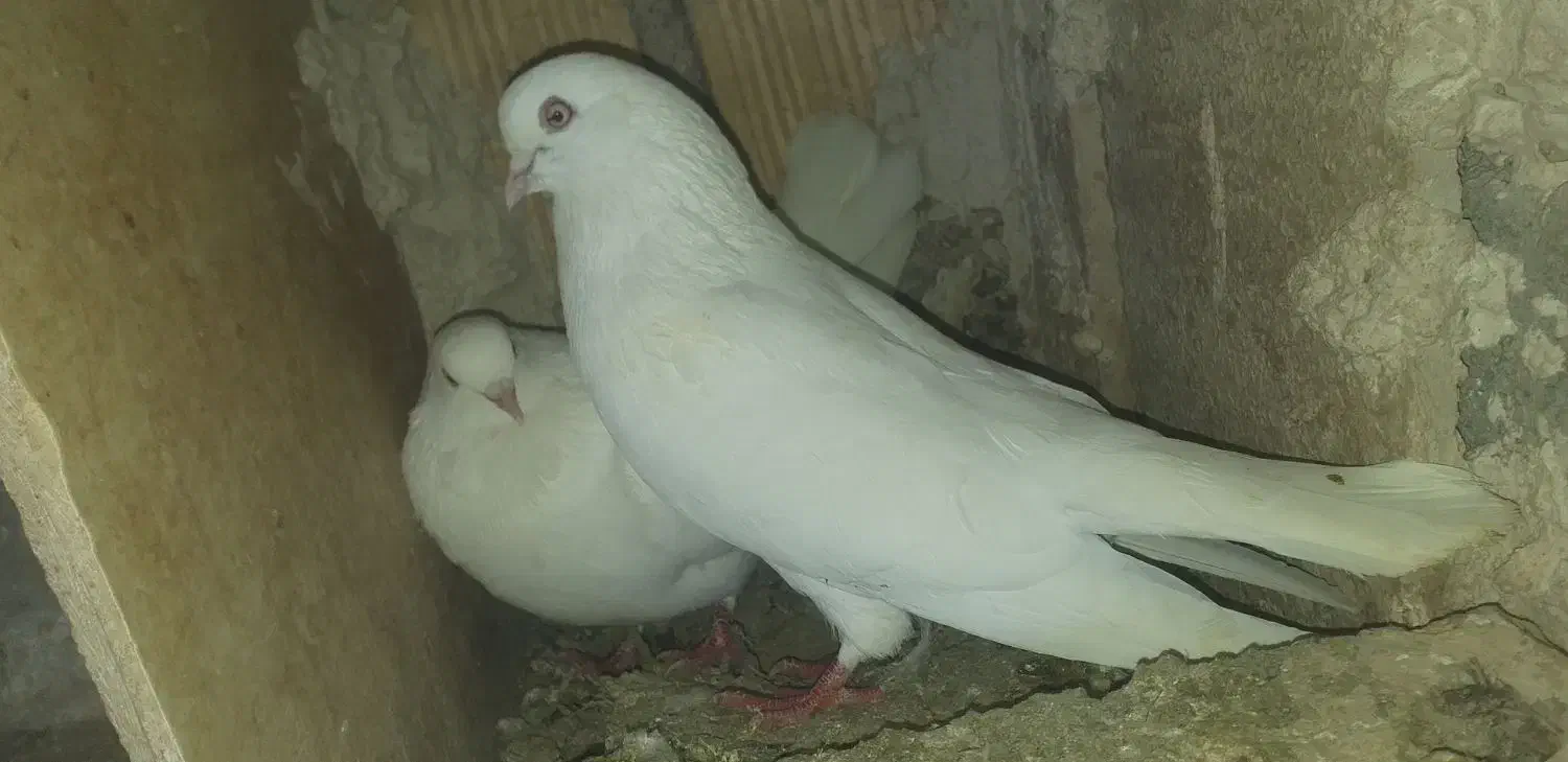 کبوتر کفتر|پرنده|بستان آباد, |دیوار