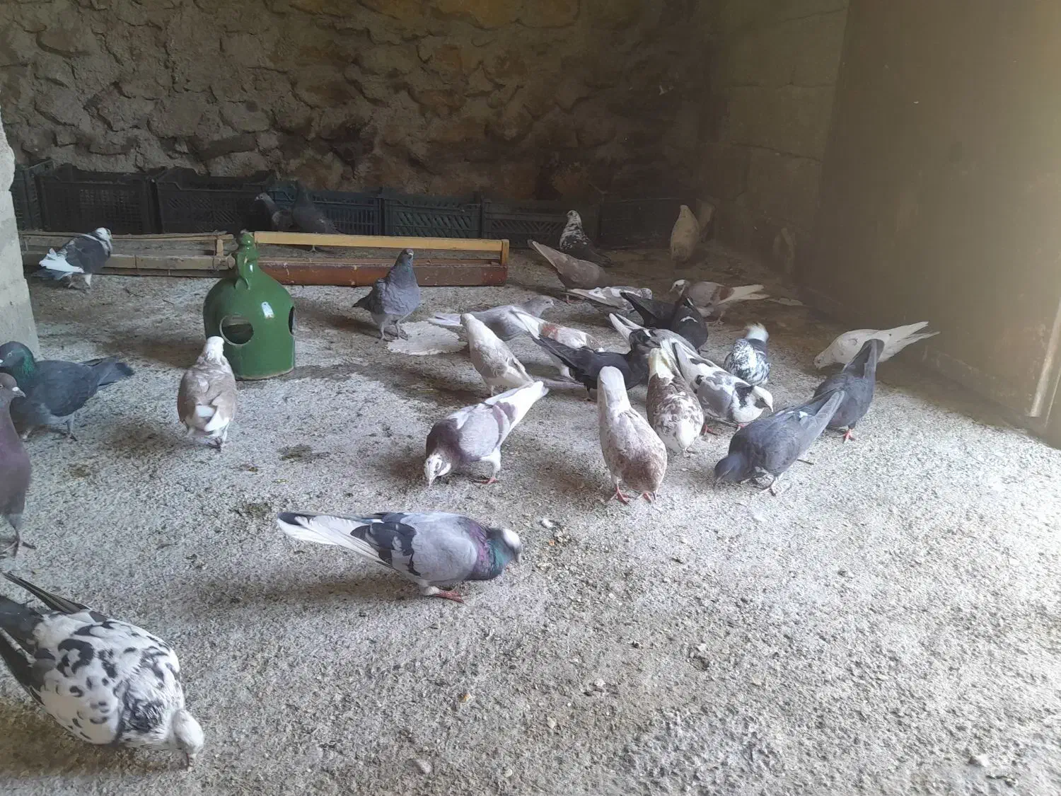 کبوتر|پرنده|بدره, |دیوار