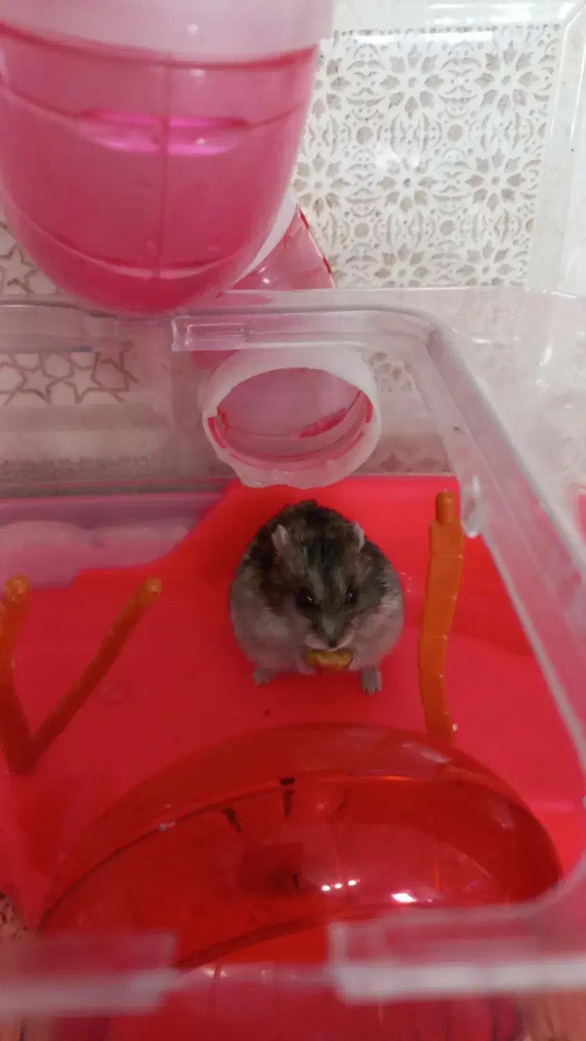 همستر کمپل رام و دستی و بازیگوش|موش و خرگوش|همدان, |دیوار