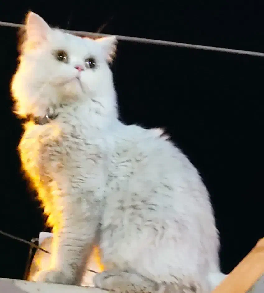 گربه گمشده|گربه|بندر گناوه, |دیوار