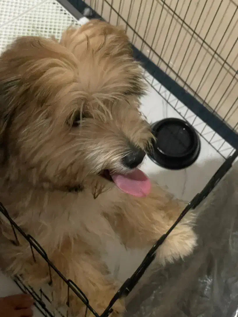 سگ نژاد شیتزو|سگ|مشهد, ابوذر|دیوار