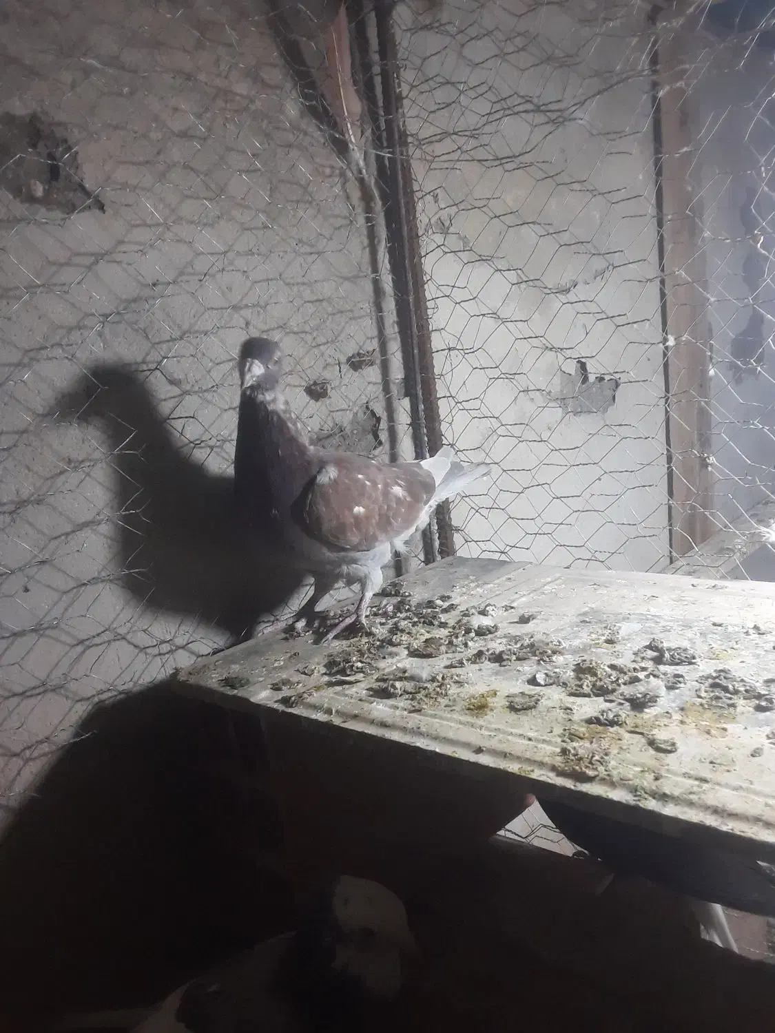 پرشی جغتای|پرنده|خور (اصفهان), |دیوار