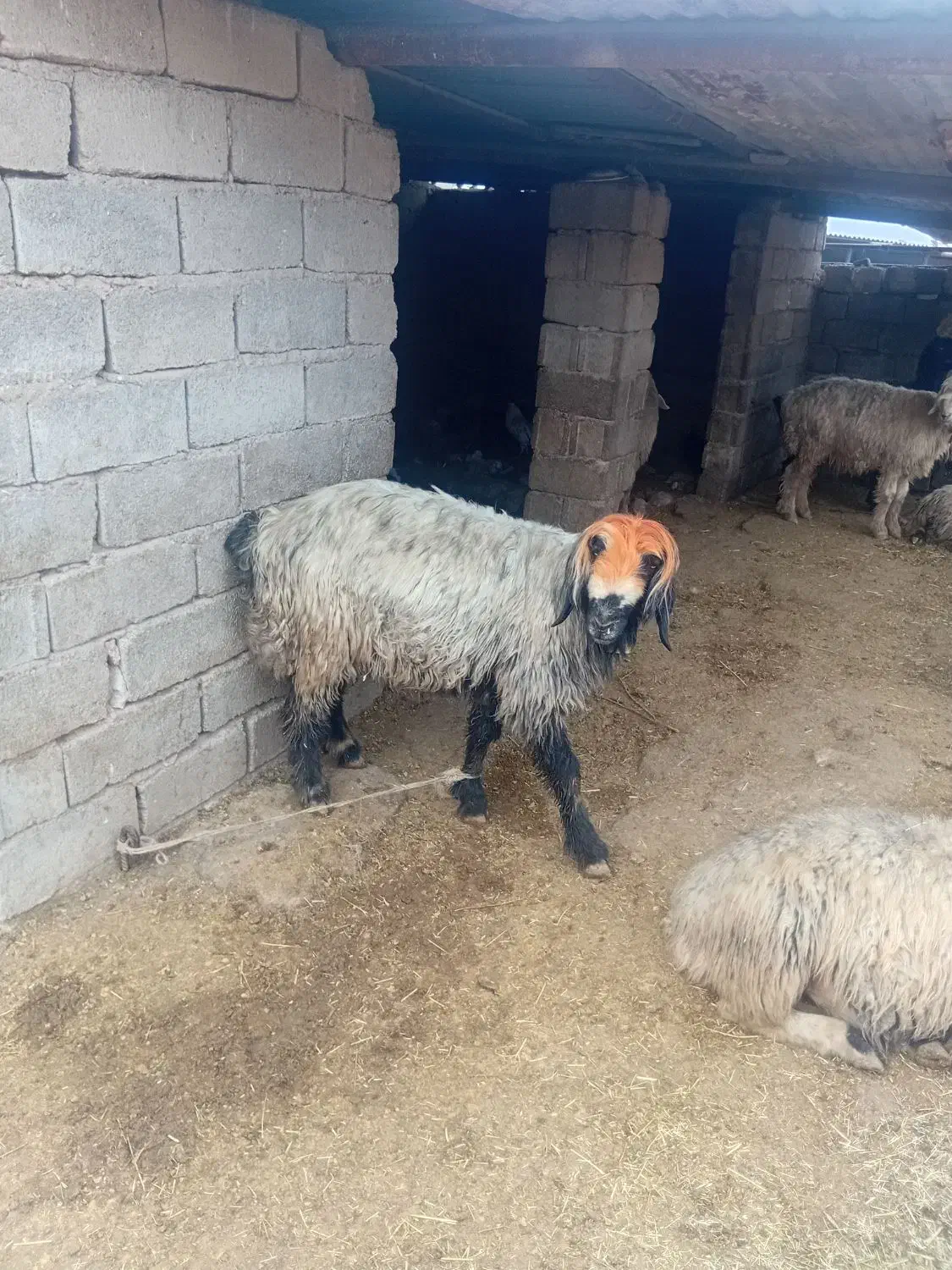 شیشک تخمی داشتی|حیوانات مزرعه|گتوند, |دیوار