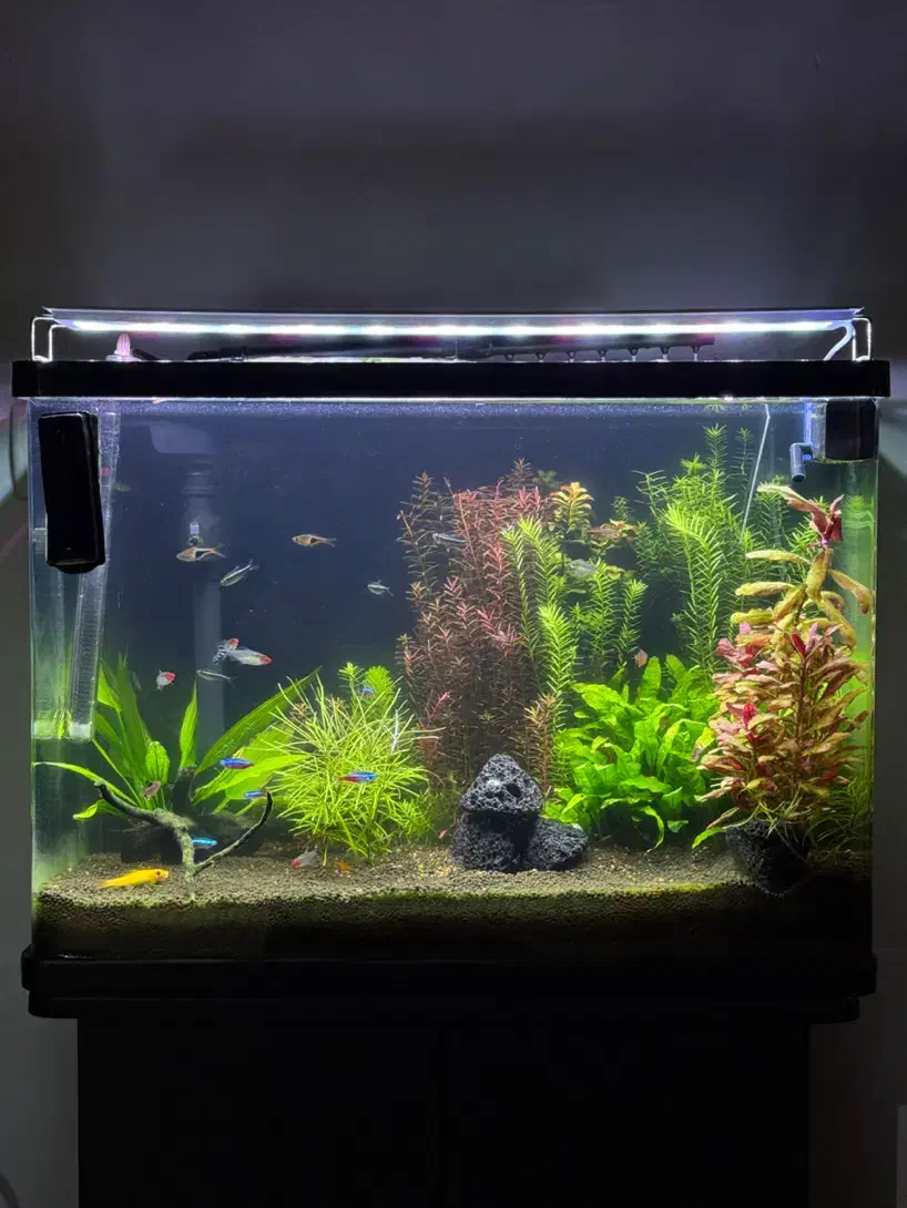 اکواریوم شرکتی پلنت گیاهی|ماهی|مشهد, رضاشهر|دیوار