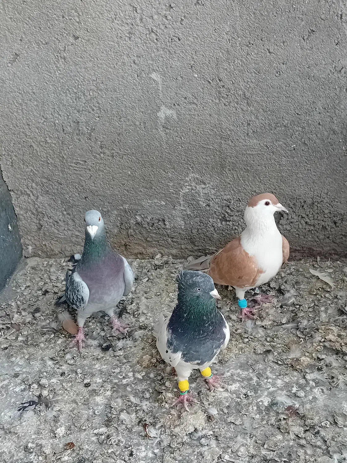 پرنده فروشی|پرنده|طرقبه, |دیوار