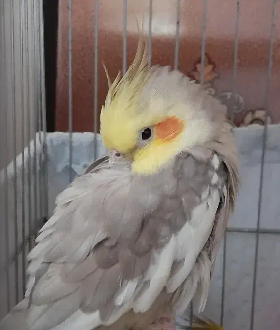 عروس هلندی جفت نرو ماده|پرنده|پاکدشت, شهرک امام رضا|دیوار