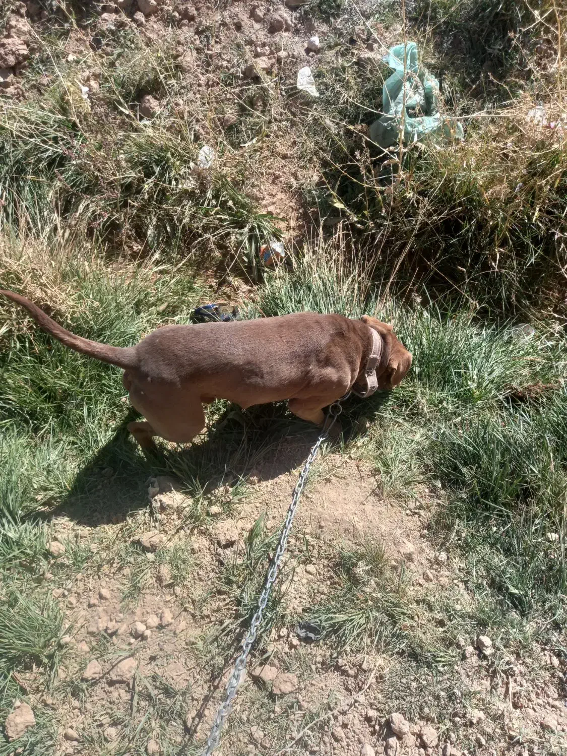 پیتبول|سگ|کرج, باغستان|دیوار