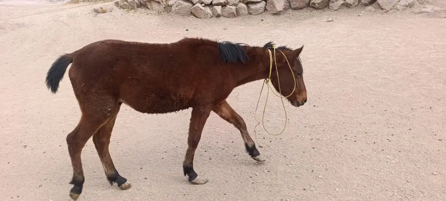 اسب نر ۱ساله|اسب و تجهیزات اسب‌سواری|ورزقان, |دیوار