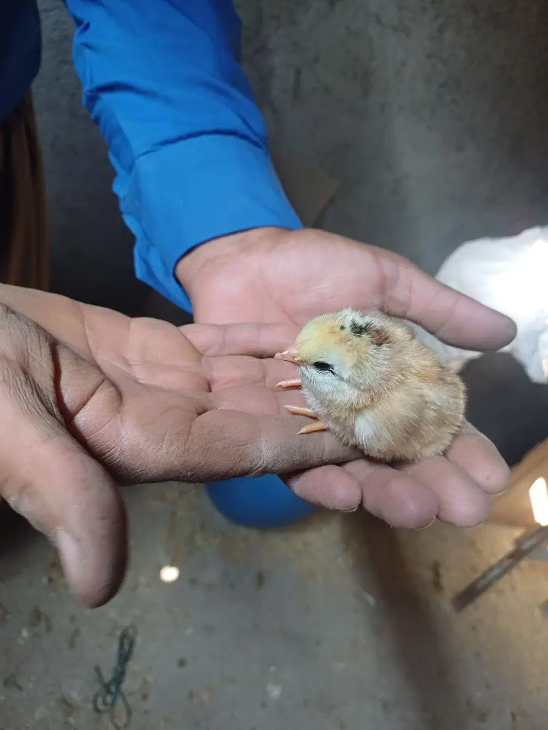 مرغ و خروس محلی|حیوانات مزرعه|بانه, |دیوار