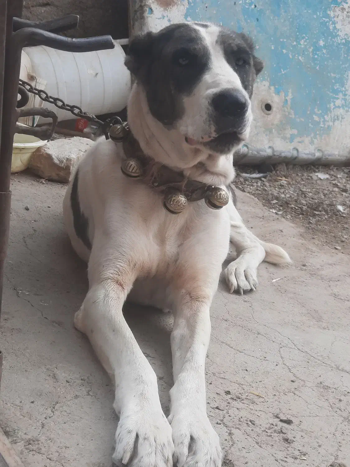 لاس ، الابای ۳ساله|سگ|قم, شهدا|دیوار