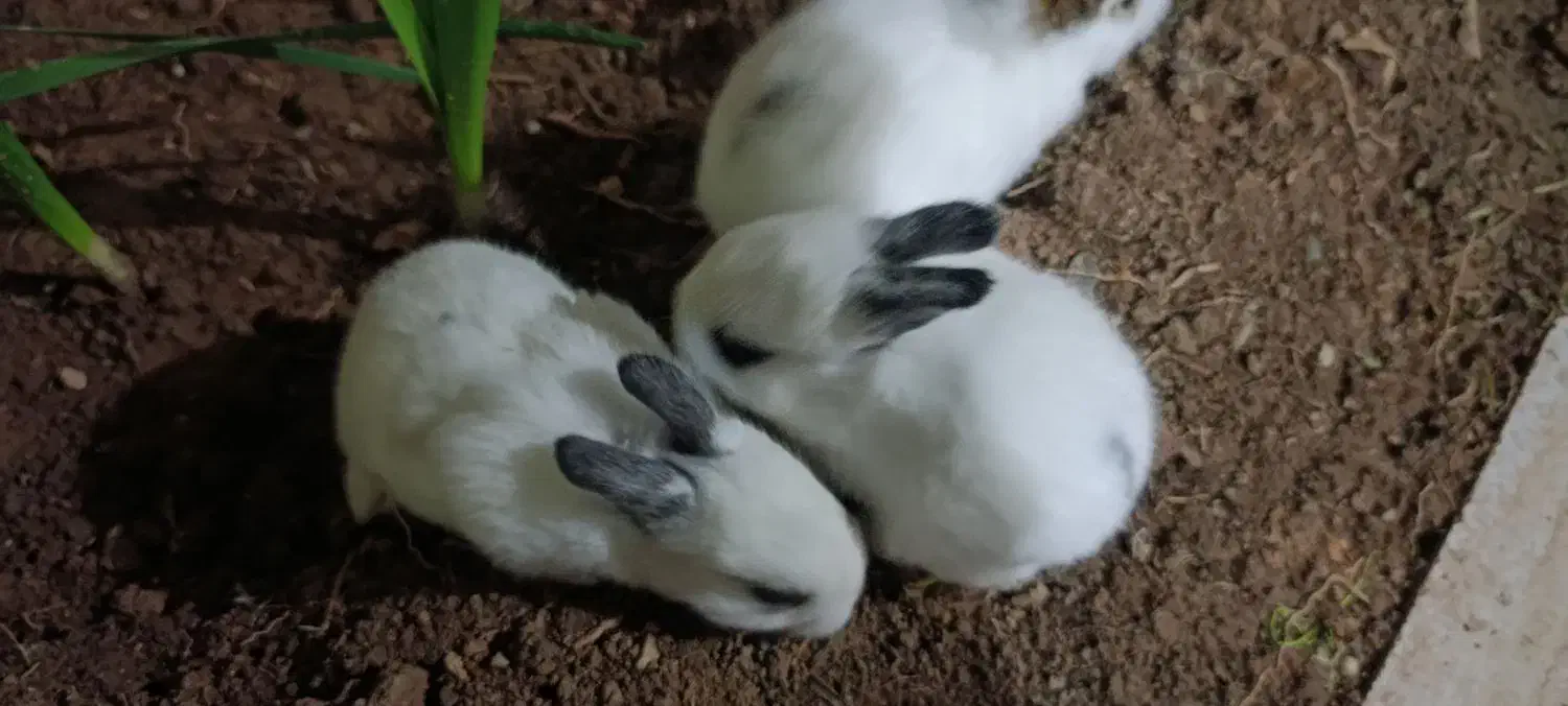 خرگوش|موش و خرگوش|خرمشهر, |دیوار