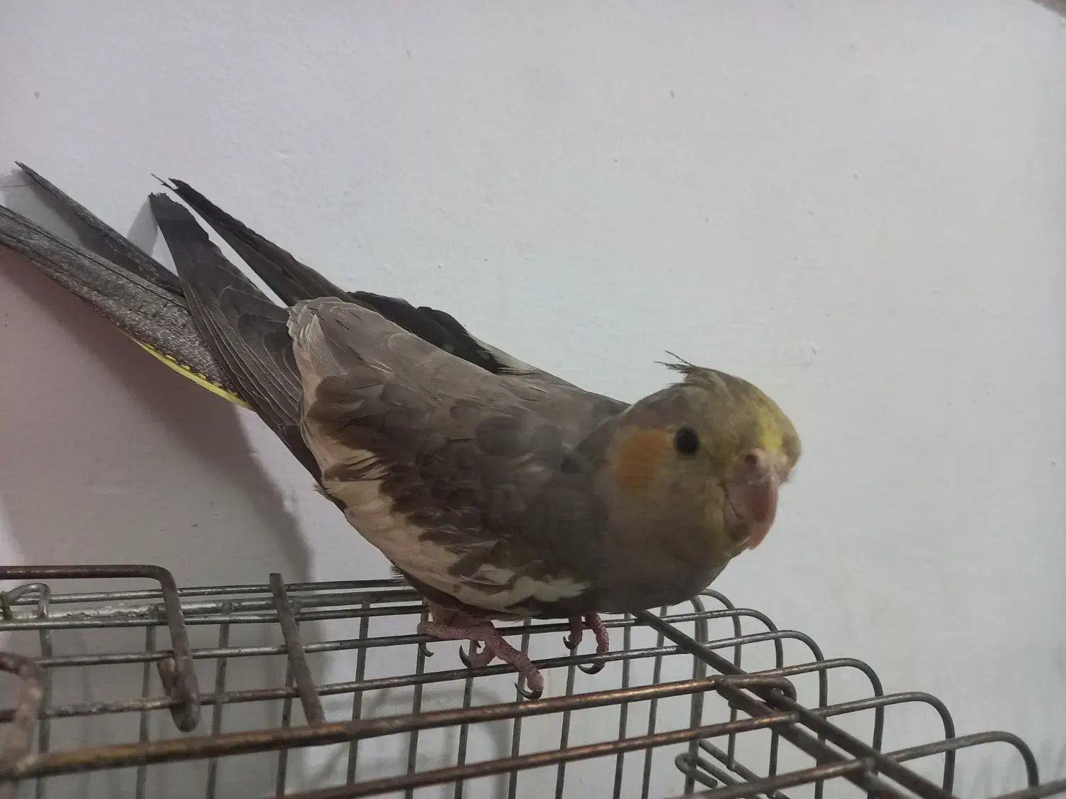 عروس هلندی مولد|پرنده|محمدشهر, محمدشهر|دیوار