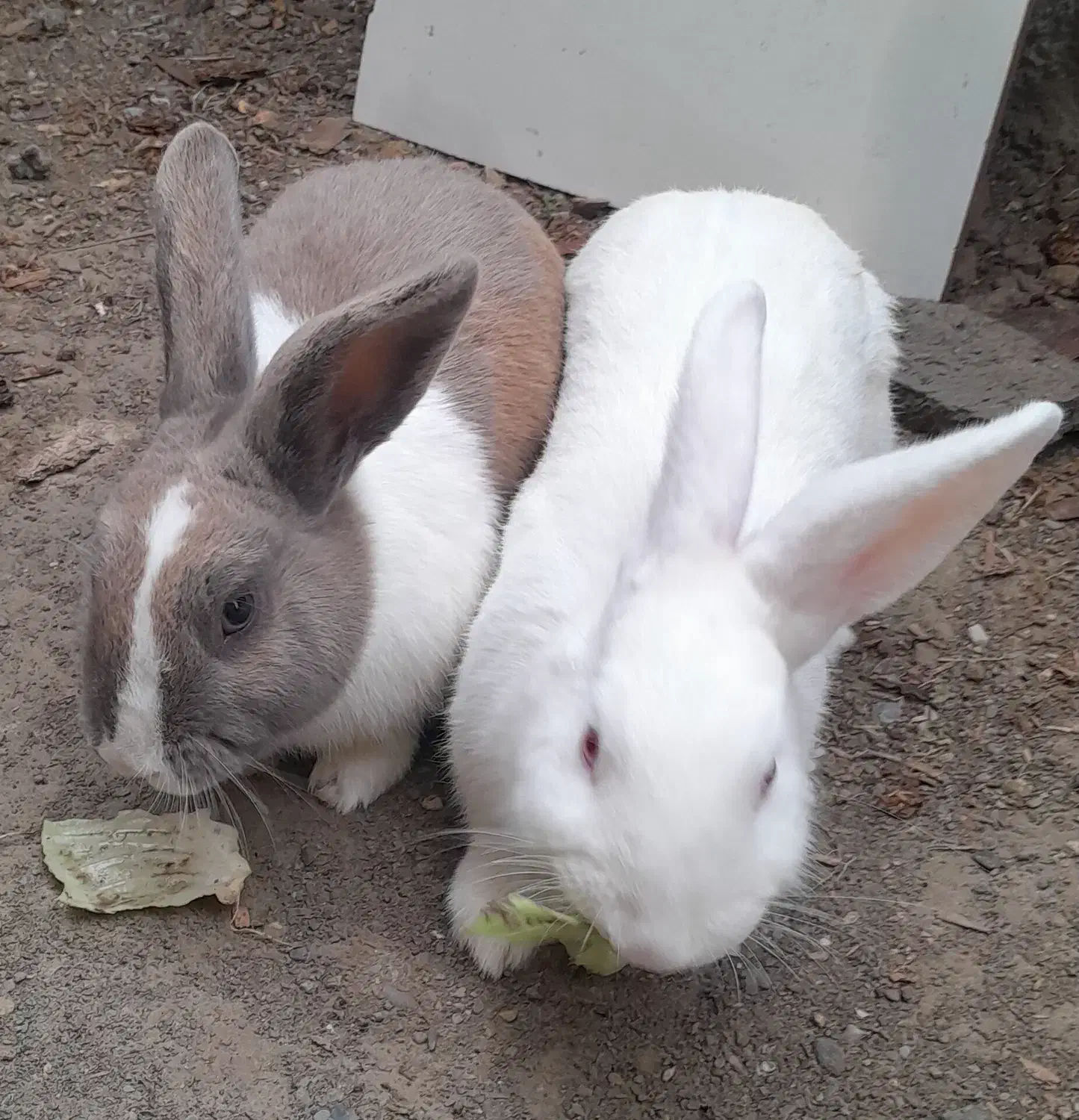 خرگوش نر و ماده|موش و خرگوش|بندر ترکمن, |دیوار