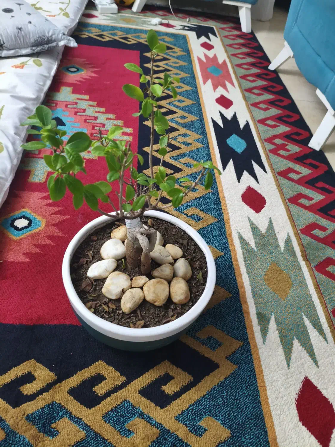 گل بونسای رتوزا خانگی|گل و گیاه طبیعی|رشت, علی آباد|دیوار