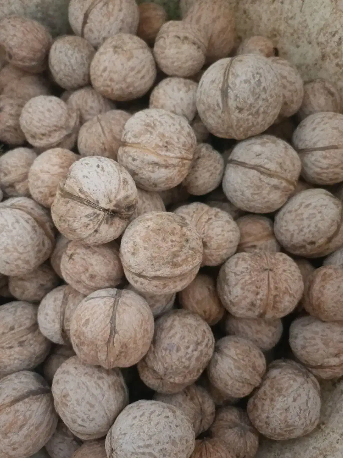 گردودرجه یک|خوردنی و آشامیدنی|شاهینشهر, گرگاب|دیوار