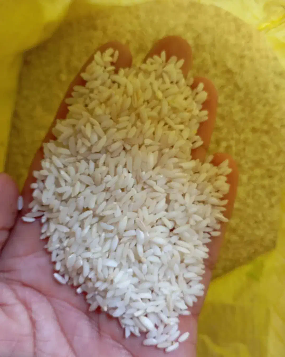 برنج عنبر بو اهواز|خوردنی و آشامیدنی|بندر گناوه, |دیوار