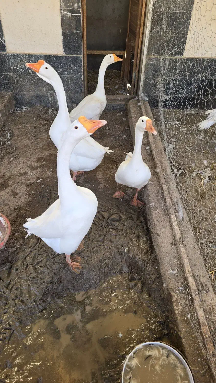 قوغاز|حیوانات مزرعه|قزوین, |دیوار