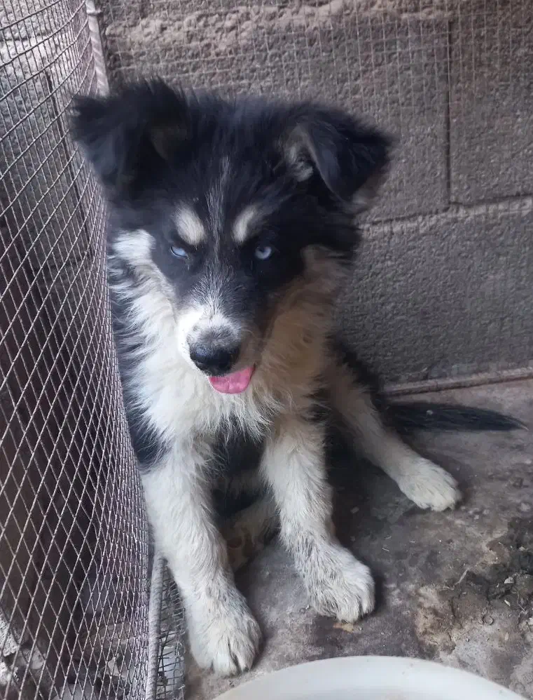 توله سه ماهه هاسکی ماده|سگ|اصفهان, ارغوانیه|دیوار