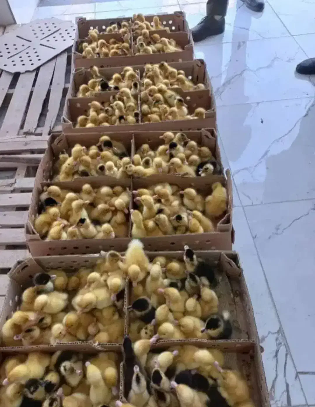 جوجه گلپایگان|حیوانات مزرعه|تهران, جوادیه|دیوار