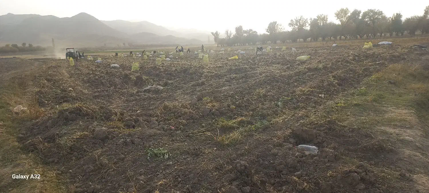 فروش سیب زمینی جلگه رخ در مشهد|خوردنی و آشامیدنی|مشهد, انقلاب|دیوار