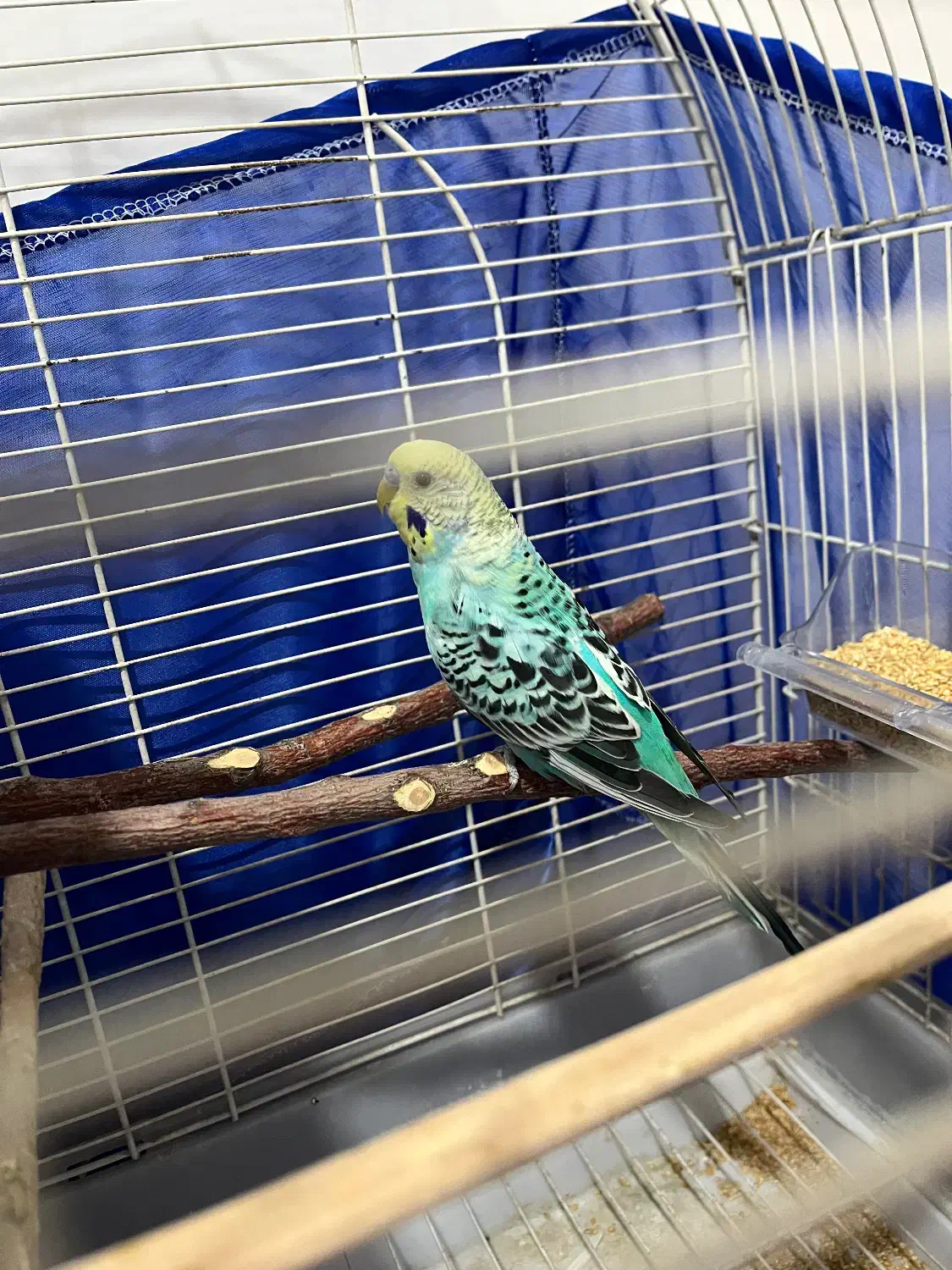 مرغ عشق چشم شرابی|پرنده|بانه, |دیوار