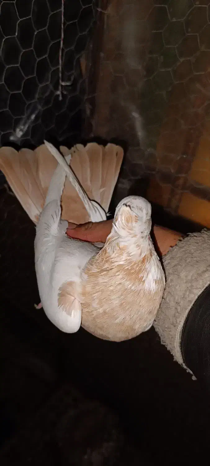 کبوتر پرشی طوقی دمبی ابلغ شازده|پرنده|شهریار, شهریار|دیوار