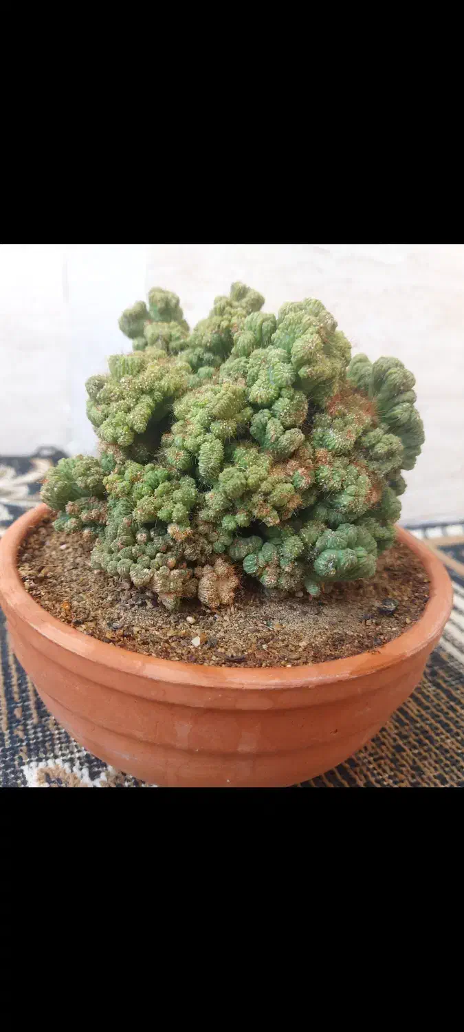 گل و گلدان کاکتوس صخره ای مینیاتوری ریز|گل و گیاه طبیعی|قیدار, |دیوار