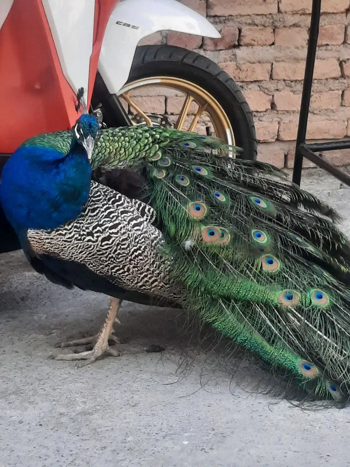 طاووس نر وماده ی چهار ساله|پرنده|مشگین شهر, |دیوار