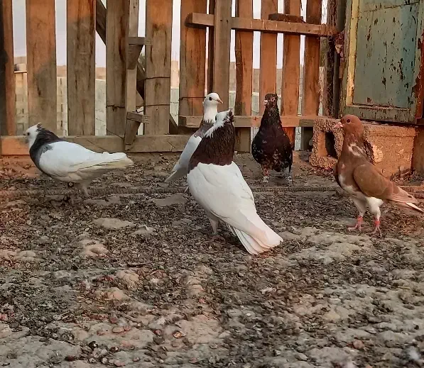 رنگی و شهری زرنگ|پرنده|اهرم, |دیوار