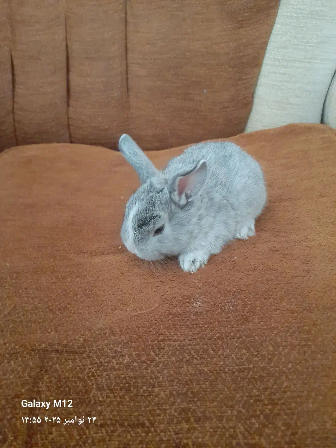 بچه خرگوش اهلی خونگی 6عدد|موش و خرگوش|بیرجند, |دیوار