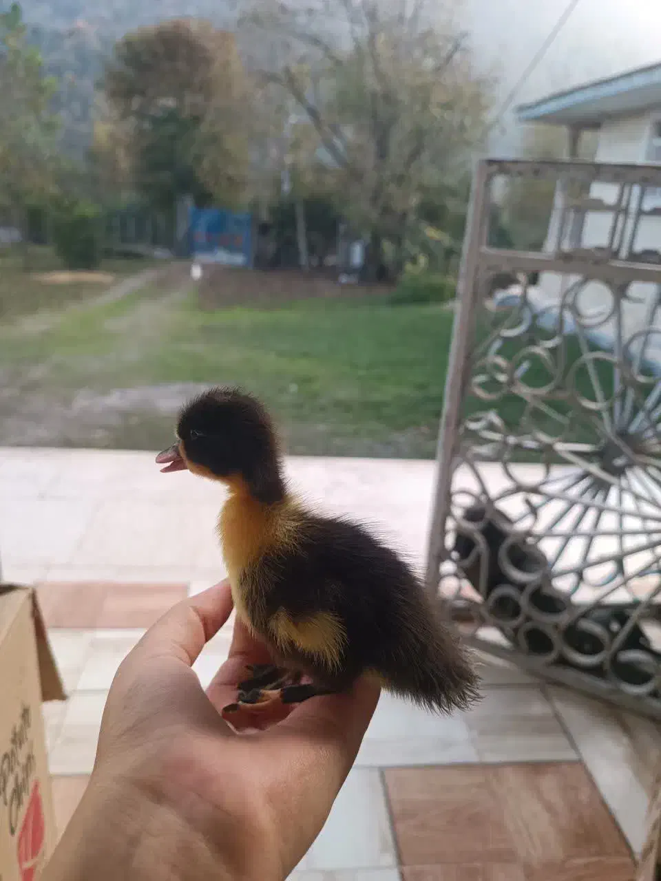 جوجه اردک ۵ روزه|حیوانات مزرعه|ماسال, |دیوار