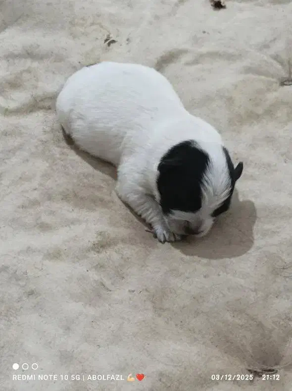 دو عدد  سگ شیتزو مادر و پسر همزمان واگذار میشود|سگ|مینودشت, |دیوار