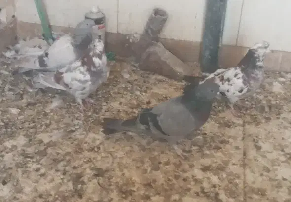 چندعدد کبوتر تهرانی و پر|پرنده|فرخ‌شهر, |دیوار