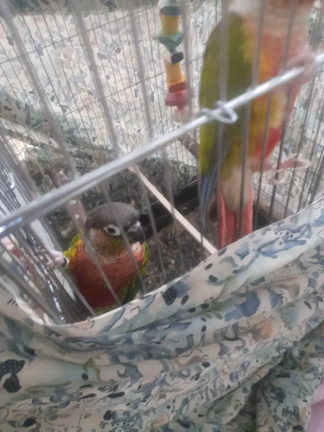 یک جفت گرینچیک سخنگو.رقاص.|پرنده|قزوین, |دیوار