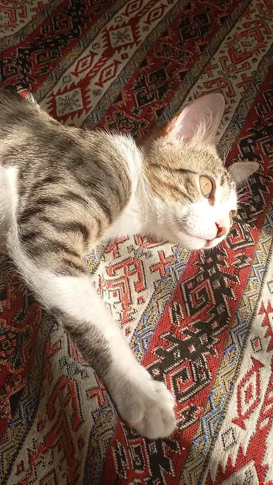 گربه dsh|گربه|پردیس, فاز ۲|دیوار