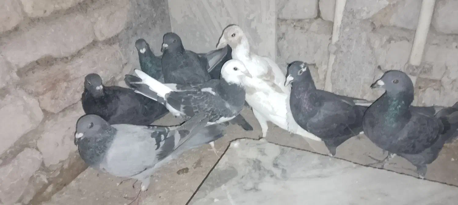 گرفتنی|پرنده|زابل, |دیوار