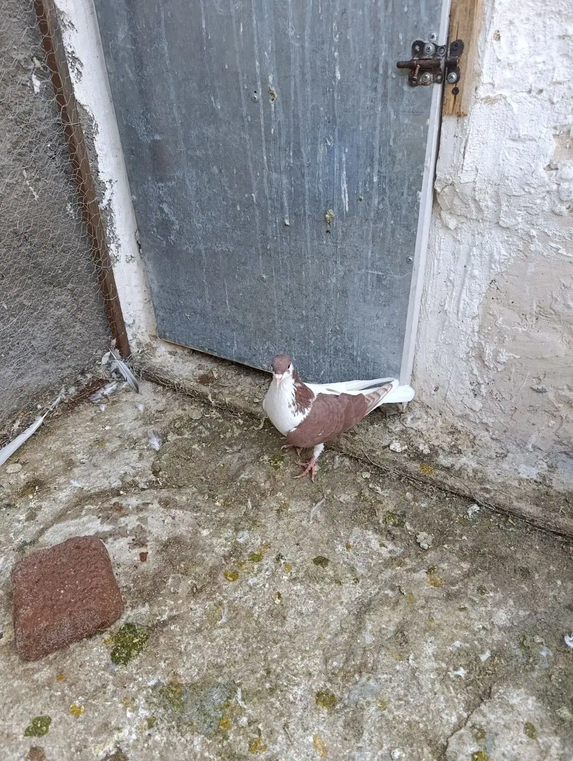 کبوتر چپ سرخ|پرنده|پاکدشت, شهرک انقلاب|دیوار