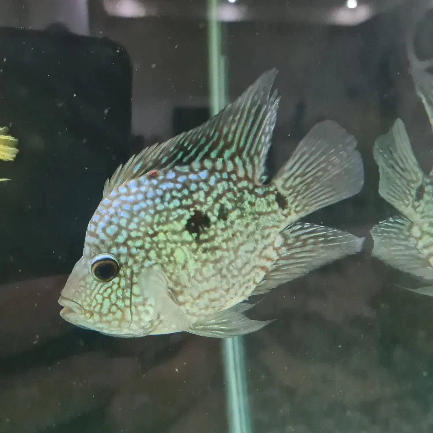 ماهی فلاور باکس|ماهی|فردیس, شهرک شهید حسینی|دیوار