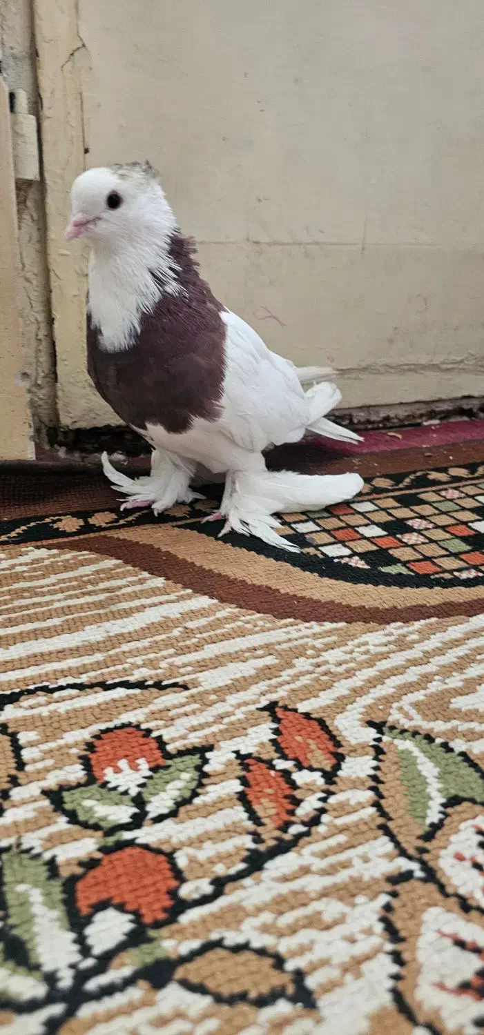 نر طوقی سرخ (معاوضه ام دارم)|پرنده|فلاورجان, |دیوار