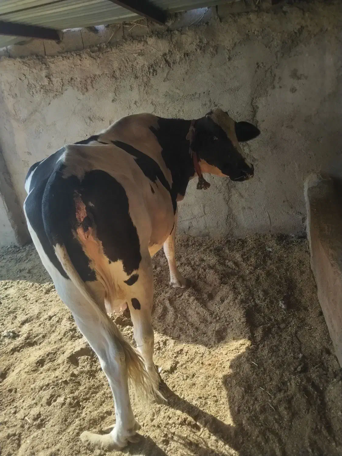 گاو شیری|حیوانات مزرعه|صابری, |دیوار