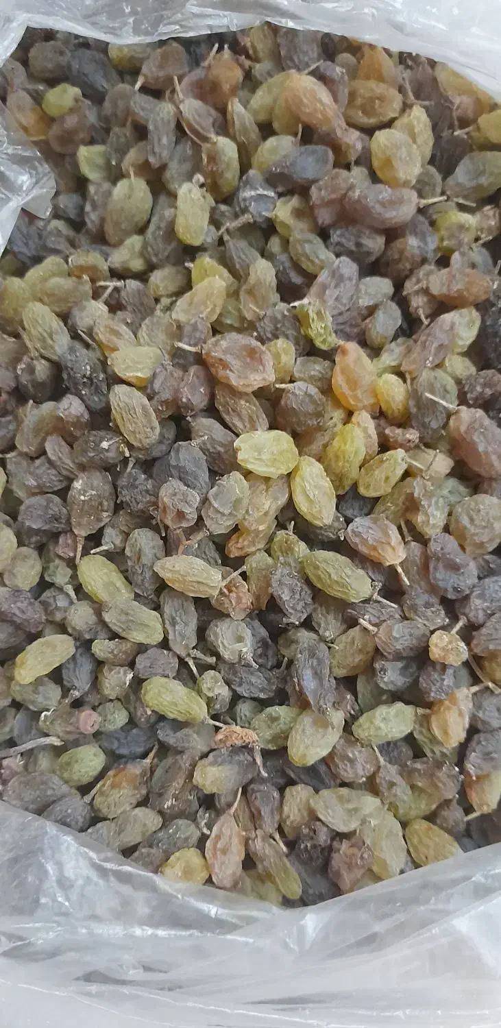 کشمش ، سایه خشک|خوردنی و آشامیدنی|ملایر, |دیوار