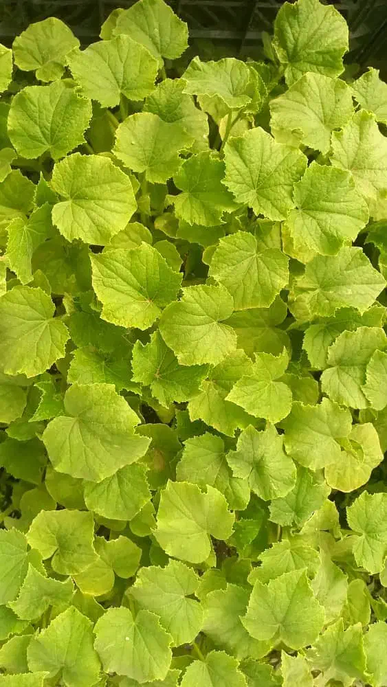 استخدام کارگر گلخانه خیار|استخدام صنعتی، فنی، مهندسی|اندیشه, اندیشه فاز ۱|دیوار