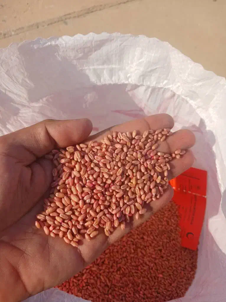 بذر گندم اوکراینی|گل و گیاه طبیعی|اهواز, زندوکیلی|دیوار