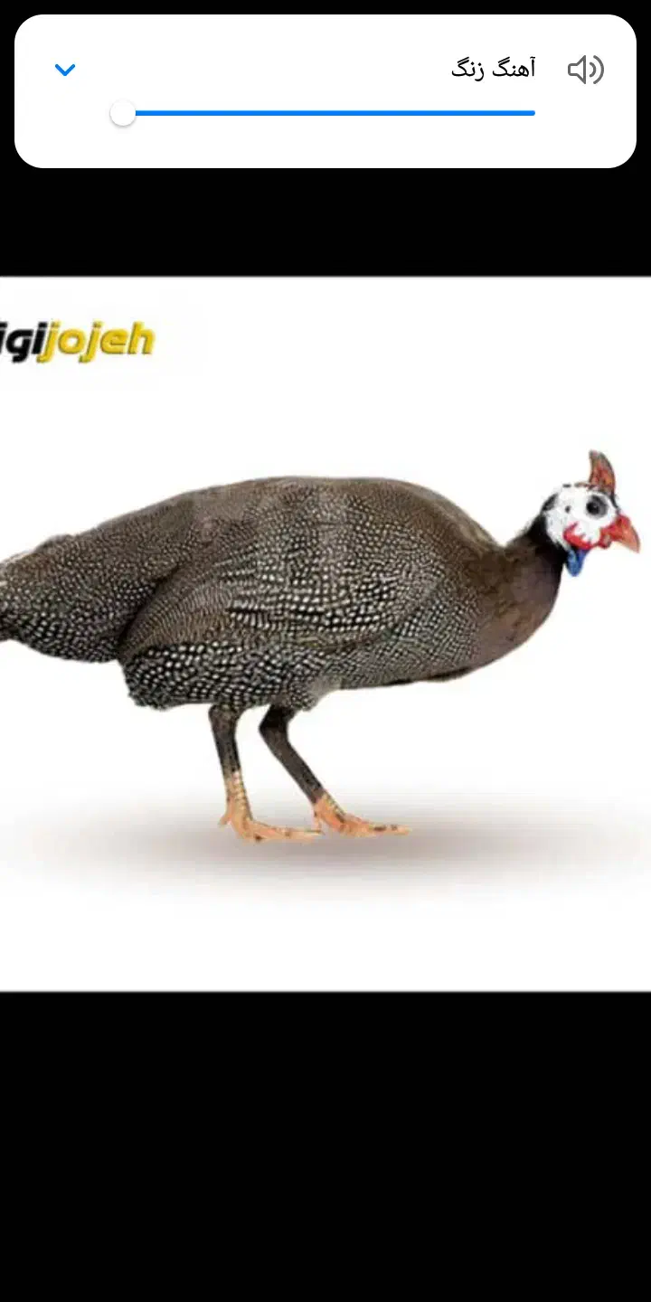 مرغ روسی(شاخدار)|حیوانات مزرعه|رودسر, |دیوار