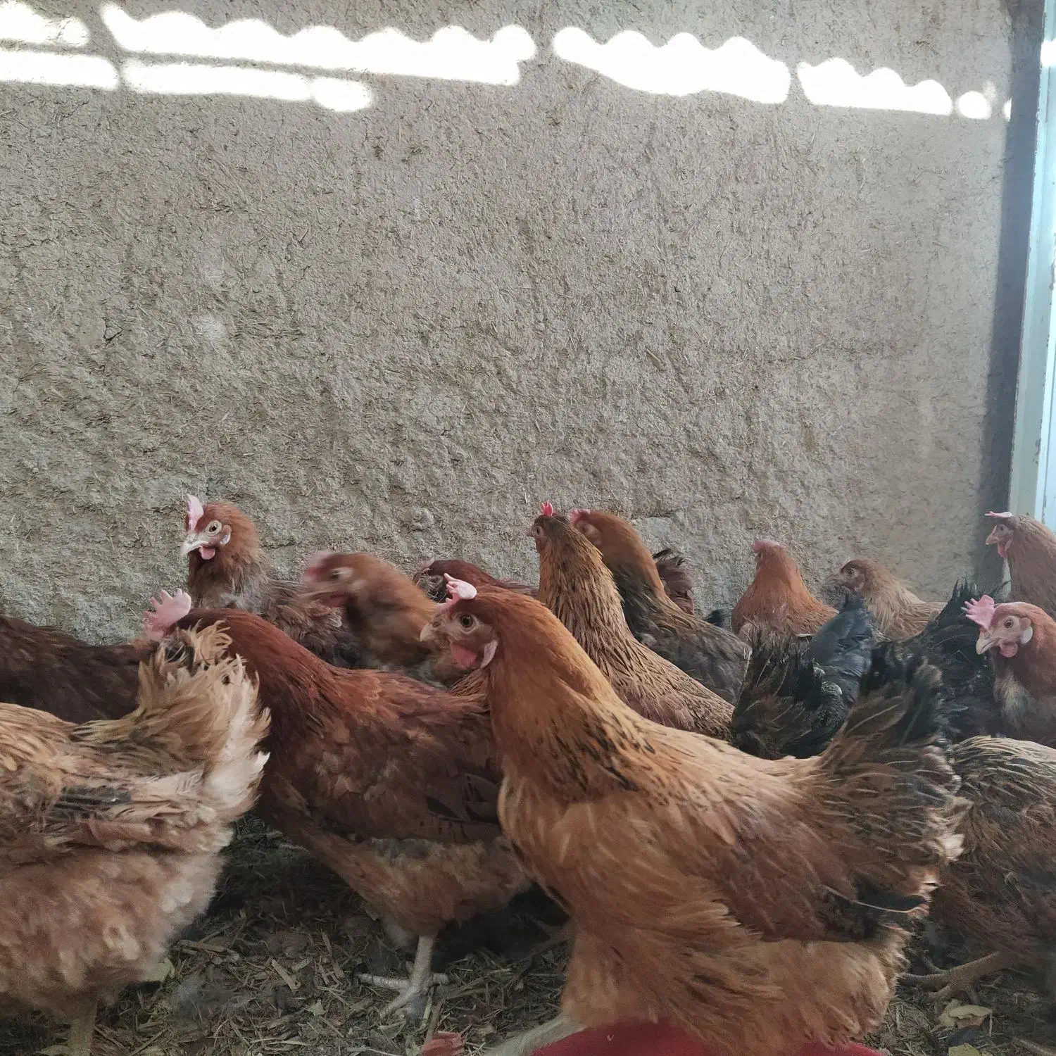 مرغ|حیوانات مزرعه|اصفهان, آزادان|دیوار