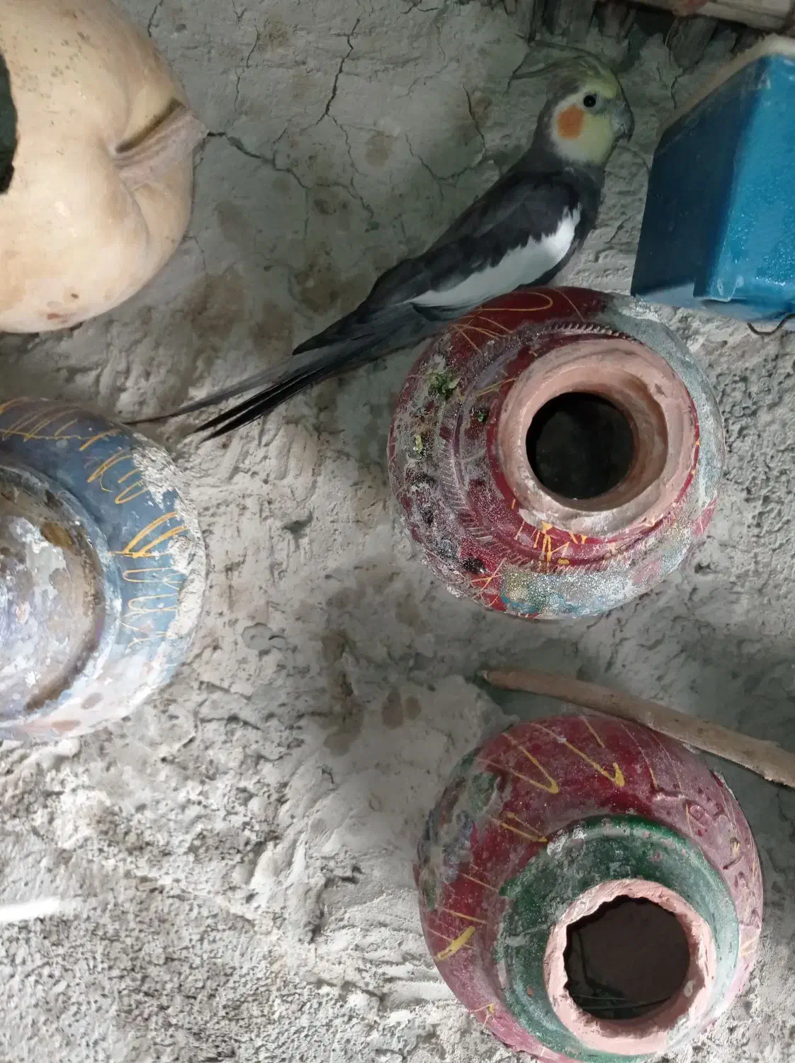 مامعله|پرنده|هیدوچ, |دیوار