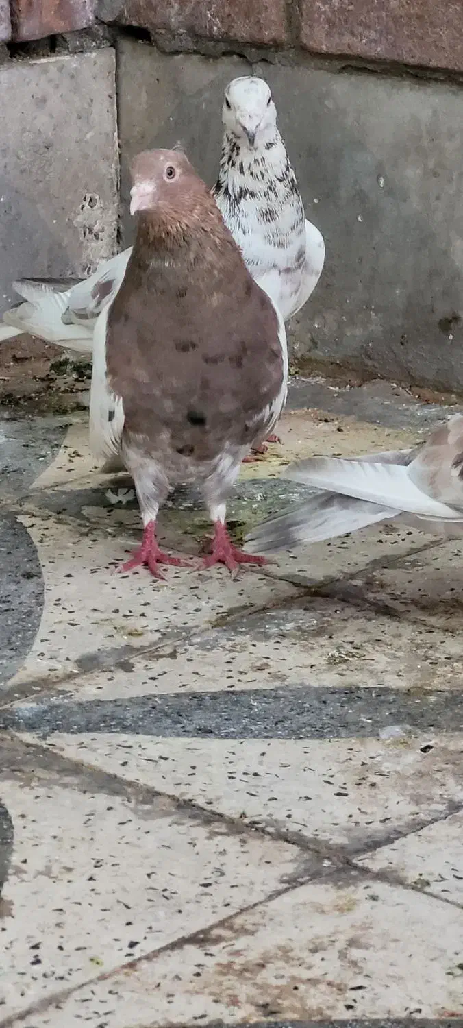 گرفتنی شب|پرنده|دزفول, |دیوار