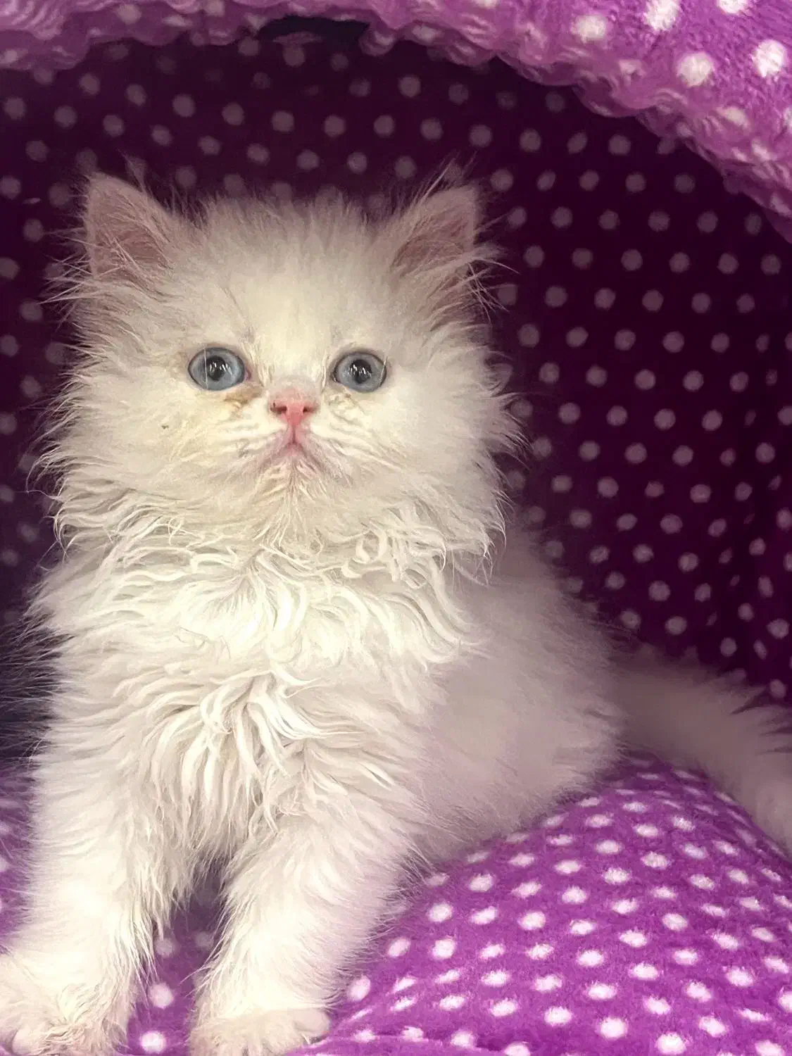 گربه پرشین|گربه|اسلامشهر, زرافشان|دیوار