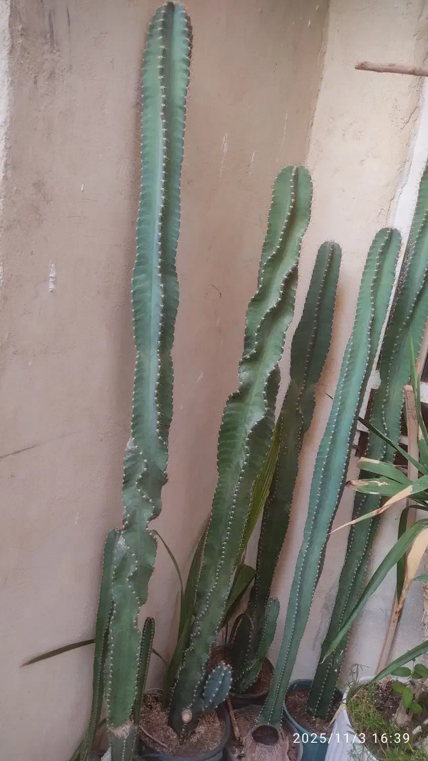 کاکتوس|گل و گیاه طبیعی|بندر کنگان, |دیوار