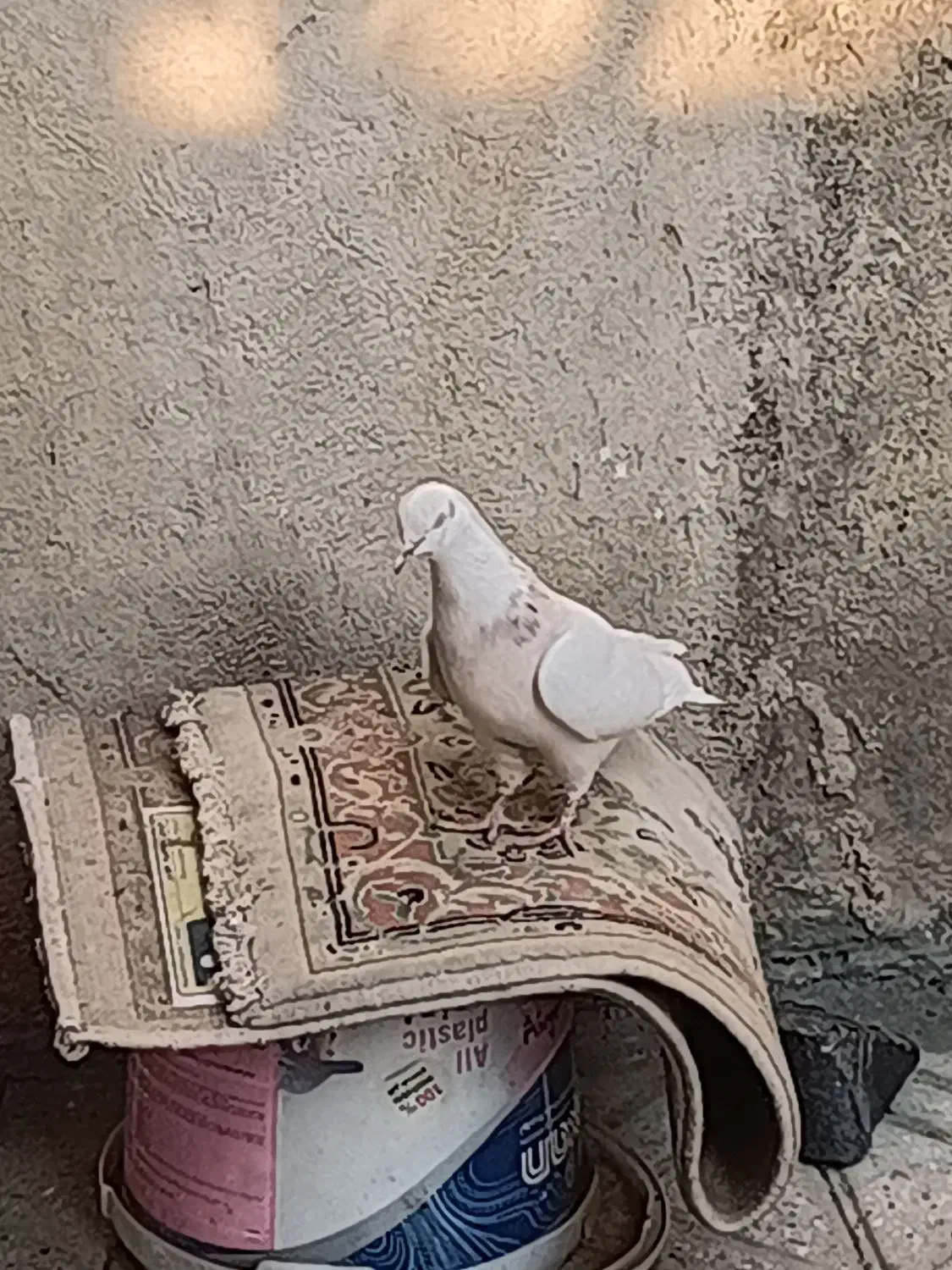 طوقی صحرایی طوقی زرد خالدار|پرنده|همدان, |دیوار